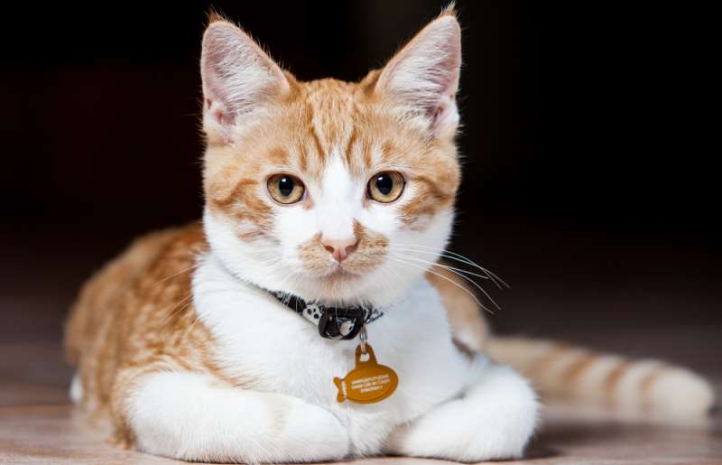 The Best Cat Collars In 2022 Radar Logic